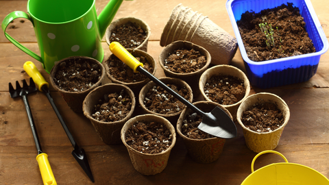 Growing Seeds In Pots