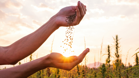 Planting Flower Seeds