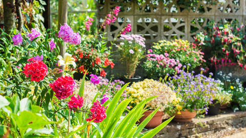 A Beautiful Blooming Garden