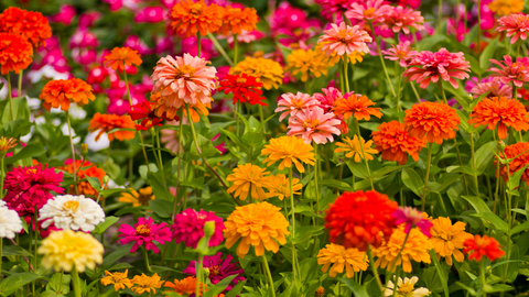 Growing Zinnias