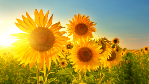 Growing Sunflowers