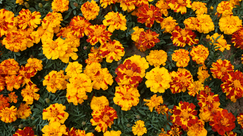 Growing Marigolds