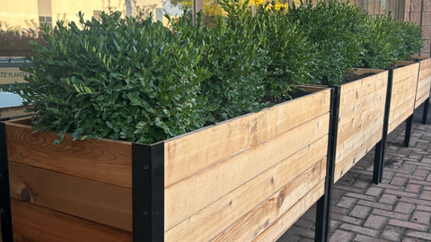 Cedar Planters Raised Garden Beds With Boxwoods