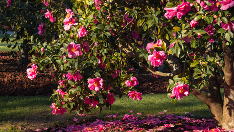 Winter Camellia Shrub