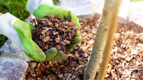 Feed Your Garden With Mulch