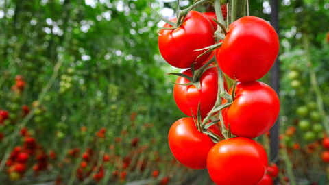 Home Grown Tomatoes