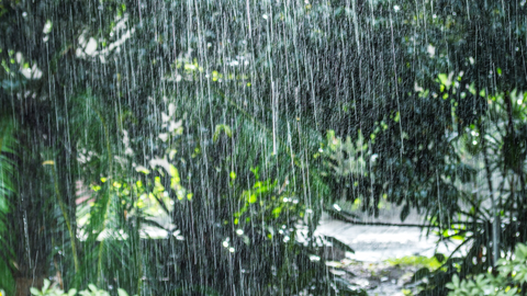 Garden Weather Protection