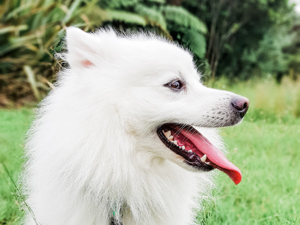 white fluffy japanese spitz with tongue out