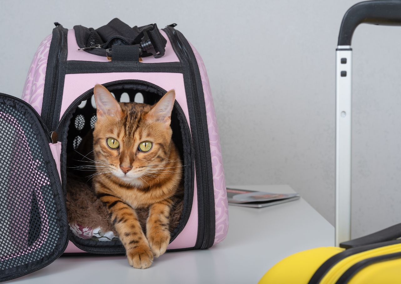 cat in a carrier 