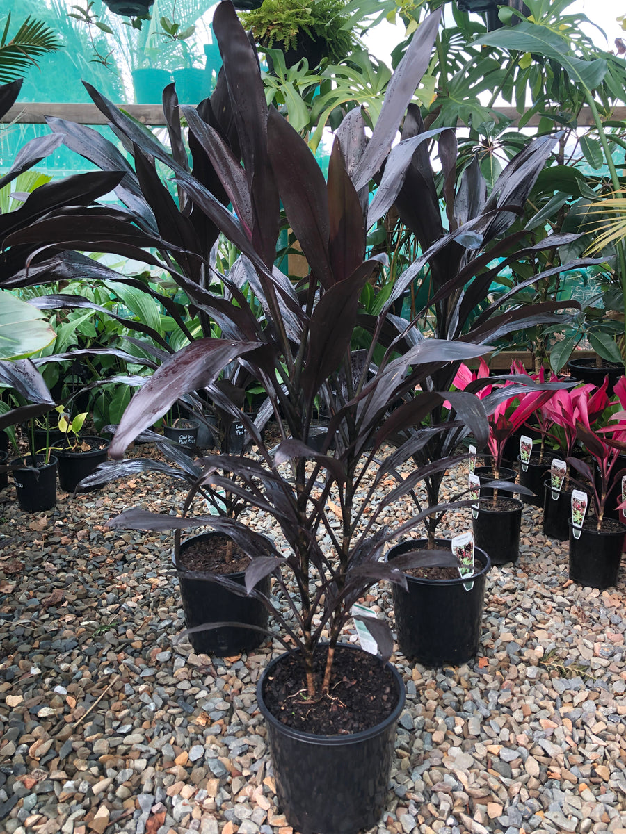 Cordyline fruticosa ‘Caruba’ - Black Leaf Cordyline – Plant Culture