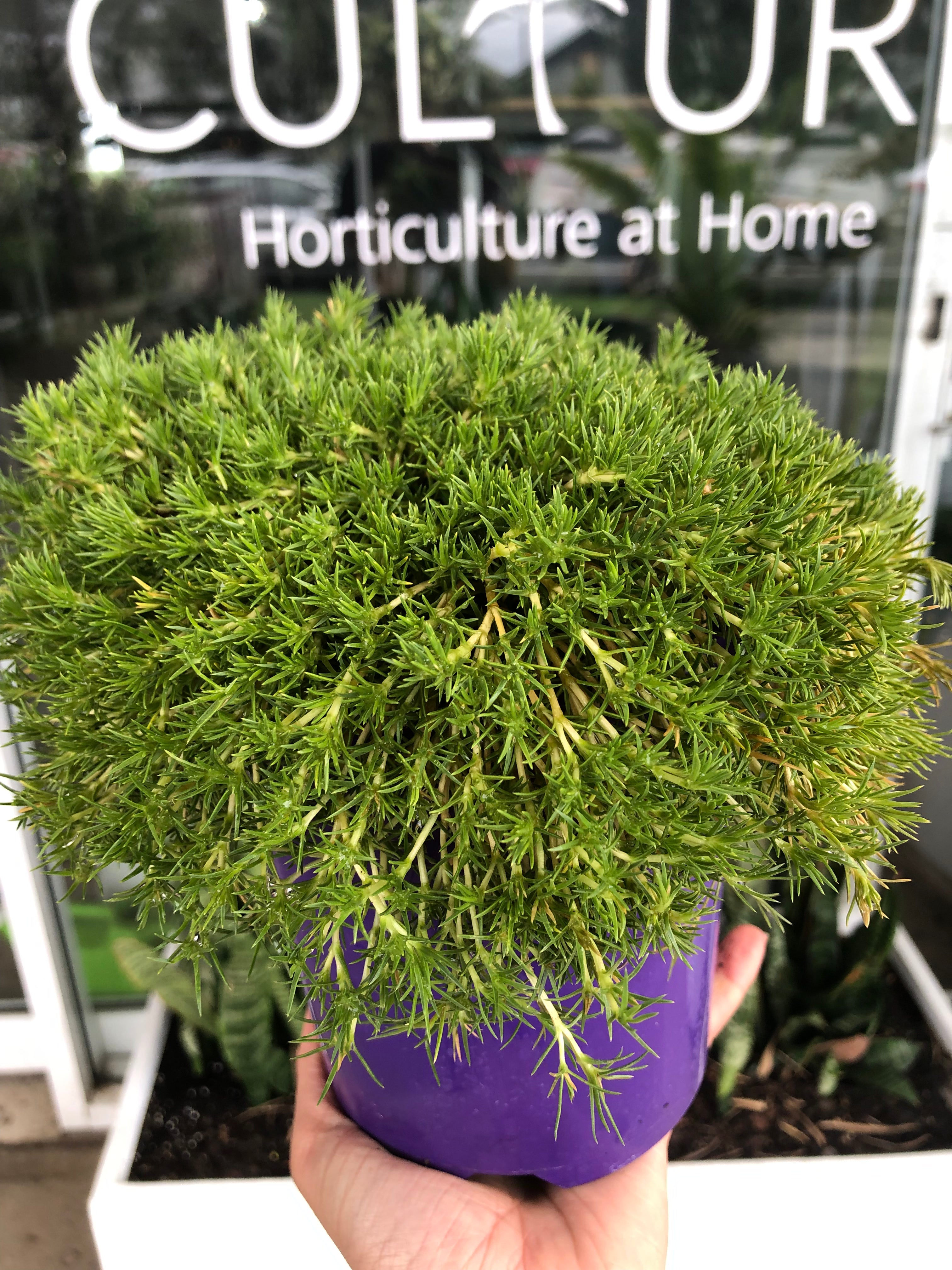 Scleranthus biflorus ‘Lime Lava’ - Cushion Grass