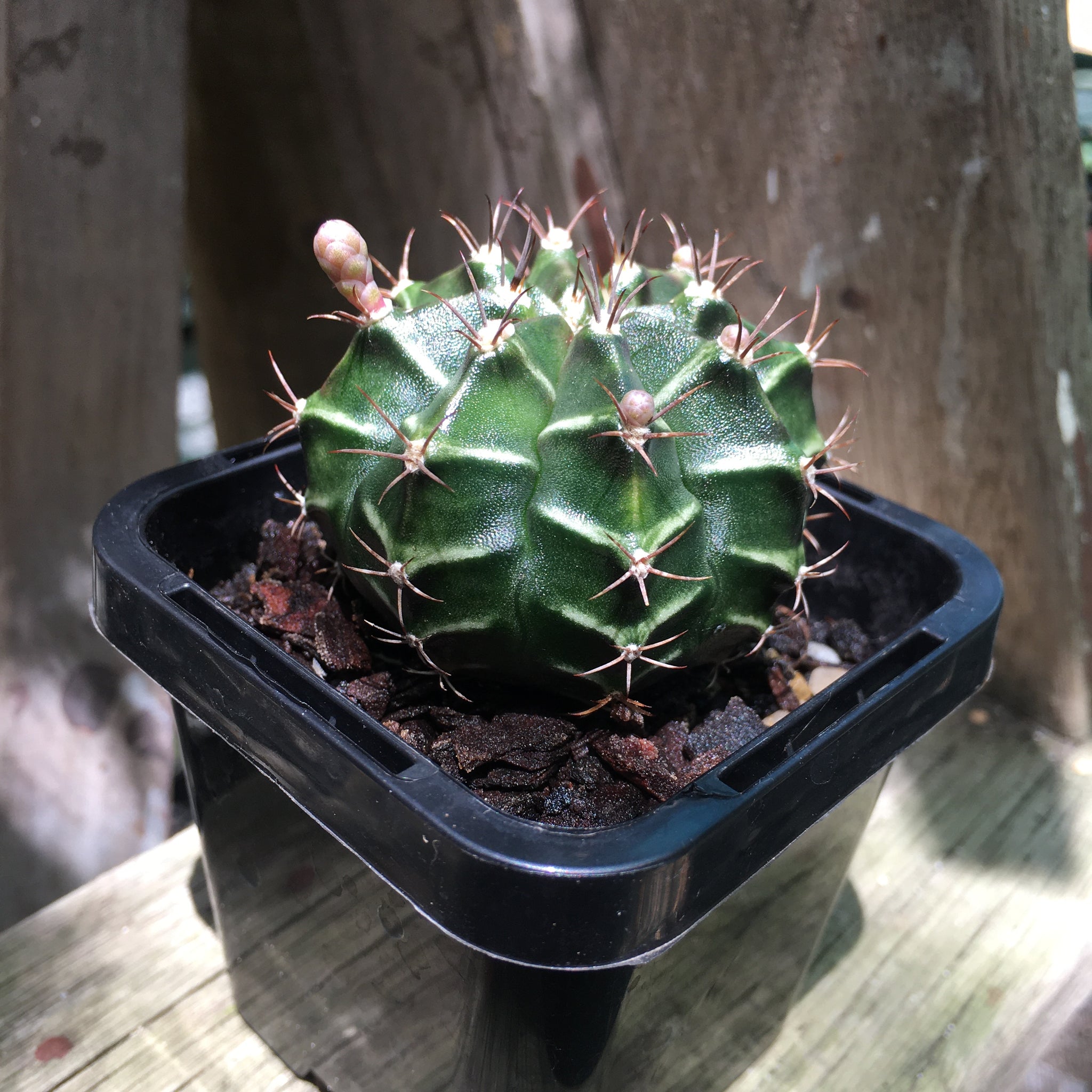 dysmantle cactus