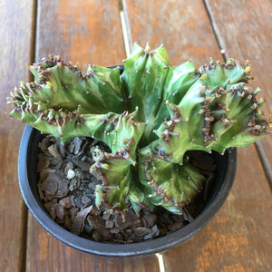 Crested Euphorbia lactea cristata