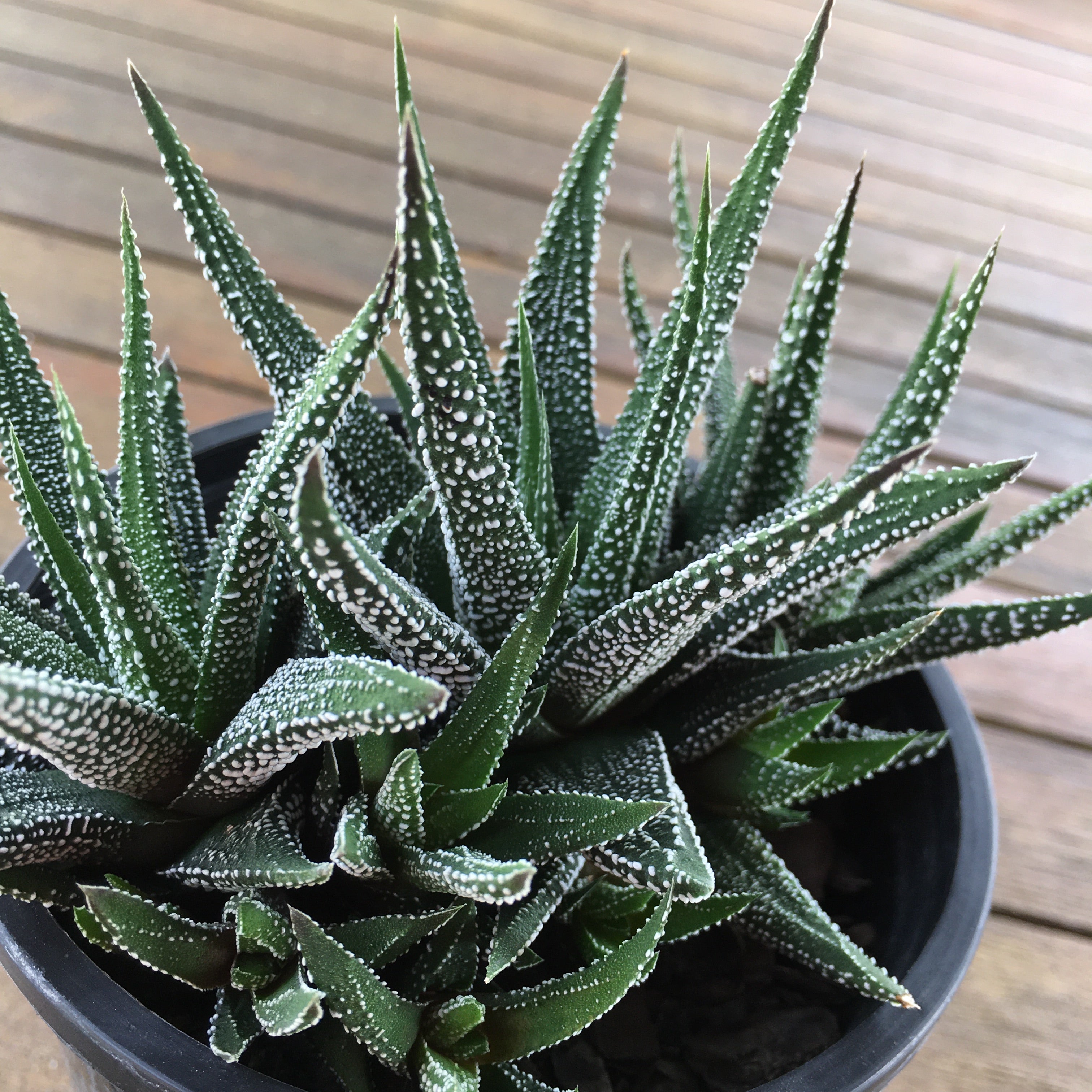 haworthia concolor