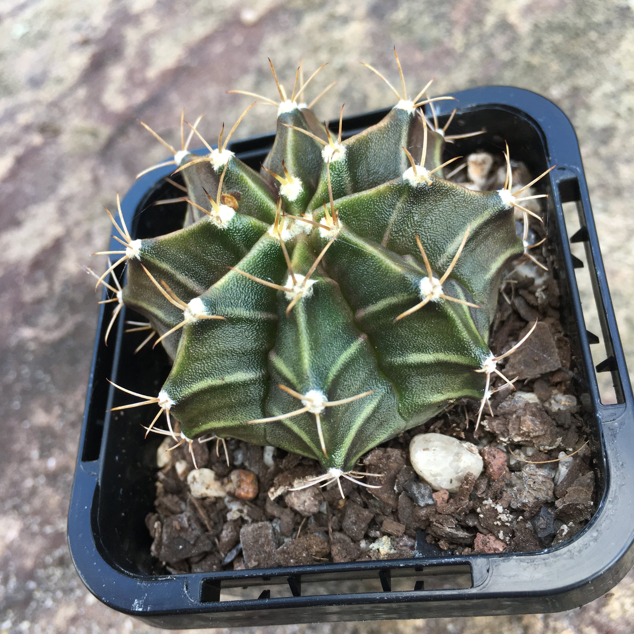 dysmantle cactus