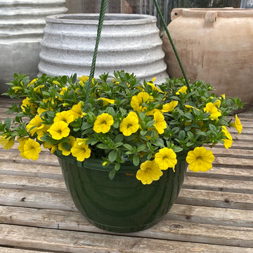 Calibrachoa Cha Cha Deep Blue Fossil Creek Tree Farm