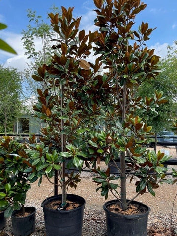 Little Gem Magnolia - Magnolia grandiflora (3 & 15 gal.)