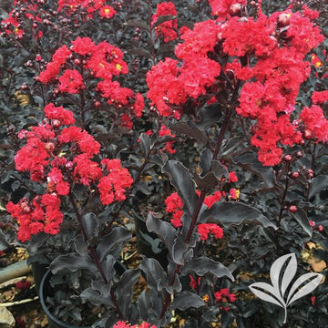 Crape Myrtle - Colorama Scarlet | Fossil Creek Tree Farm