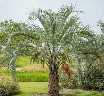 Baker's Nursery, LLC - 45 gallon windmill palm 6