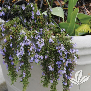 Chef's Choice® Culinary Rosemary