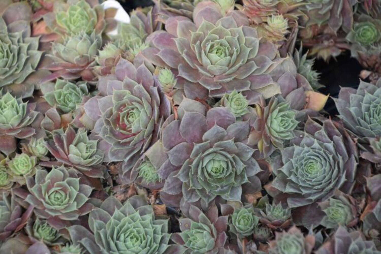 Sempervivum Silverine | Fossil Creek Tree Farm