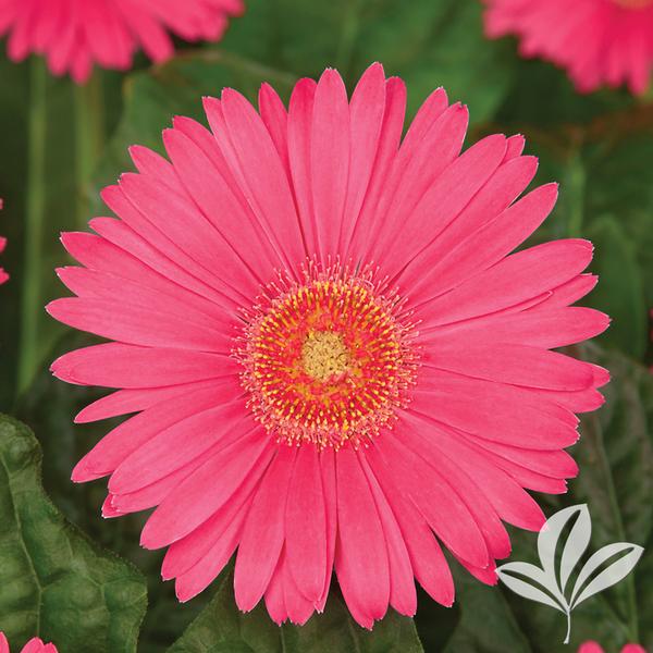 Gerbera Daisy - Sweet Sixteen Garvinea – Fossil Creek Tree Farm