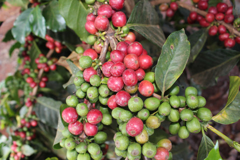 Pianta di caffè