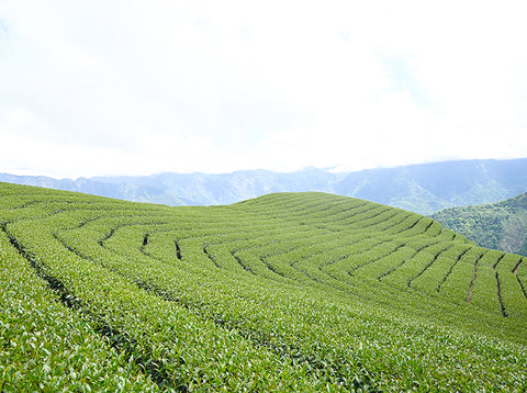 土壤施以麻油粕餵養，灌溉茶樹有機又營養的天然肥料