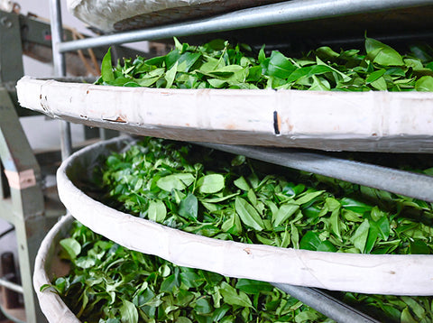 茶葉製作過程：發酵
