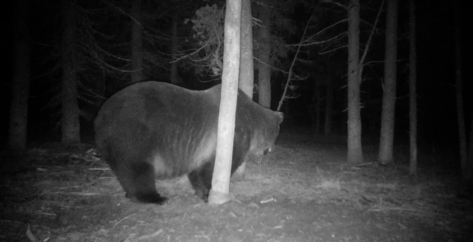 Grizzly 566, captured here on a remote trail cam, was the heaviest grizzly bear assessed in the Greater Yellowstone Ecosystem in 46 years. (U.S. Geological Survey/IGBST)