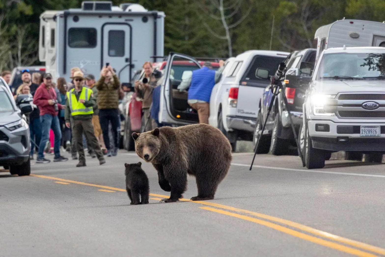 The expected emergence of 27-year-old Grizzly 399 in spring 2023 caused photographers to gather roadside in Grand Teton National Park for weeks. She emerged on May 16, lone cub in tow. (Mike Romano/Romanosphotography.com)