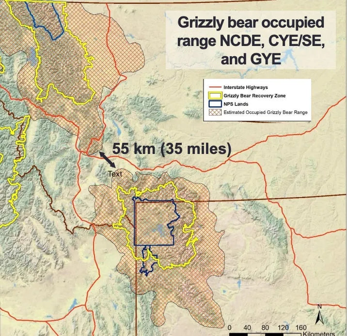 Just 35 miles separate the occupied ranges of grizzly bears in the Greater Yellowstone and Northern Continental Divide ecosystems. (Interagency Grizzly Bear Study Team)