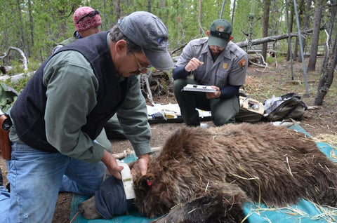 IGBST personnel  collecting data on grizzly bear - Greater Yellowstone Ecosystem (photo by Frank T. van Manen-USGS)