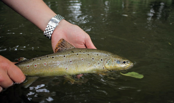 Catch and Release: Schwanzwurzelgriff bei Forelle