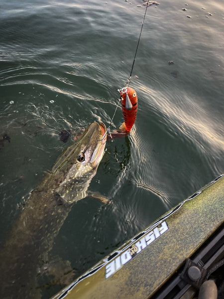 Hecht auf Gator Catfish am Shallow-Rig