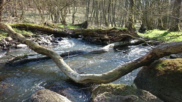 Laichgebiet der Meerforelle