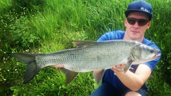 Im Sommer fängt man Rapfen meist an oder knapp unter der Oberfläche