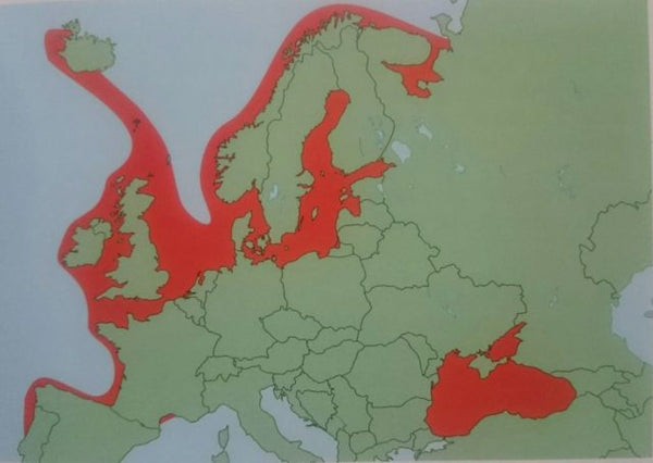 Verbreitungsgebiet der Meerforelle in Europa