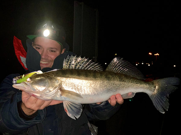 Zander bei Nacht auf Gummifisch