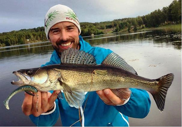 Zander im Kraut gefangen