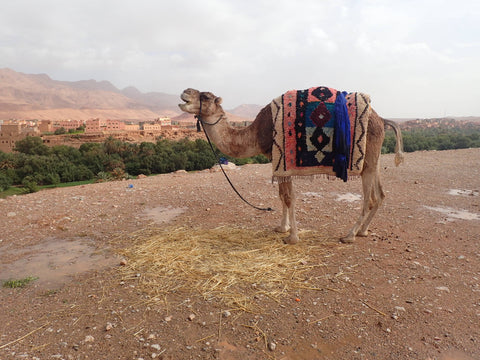 Harem Modern Morocco Camel