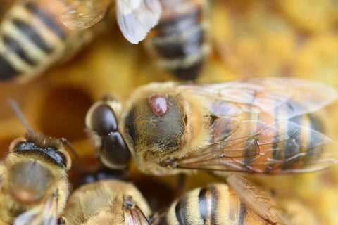 Un varroa sur un faux-bourdon