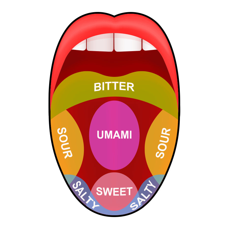 How taste works diagram