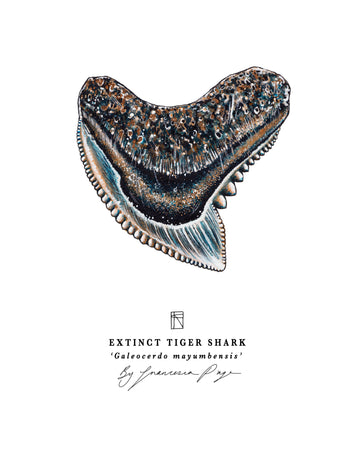 Tiger Shark Art Print – Francesca Page Collections