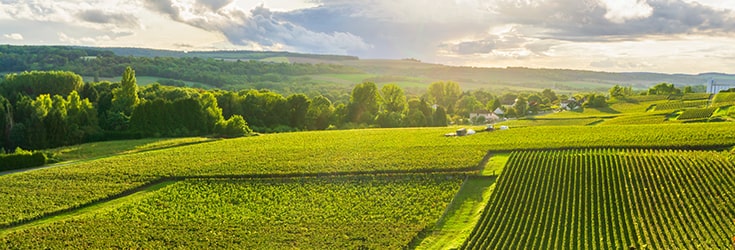 champagne vineyards