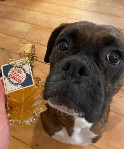 Vermont Maple Syrup with dog