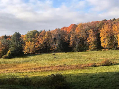 Vermont Maple Syrup farm 