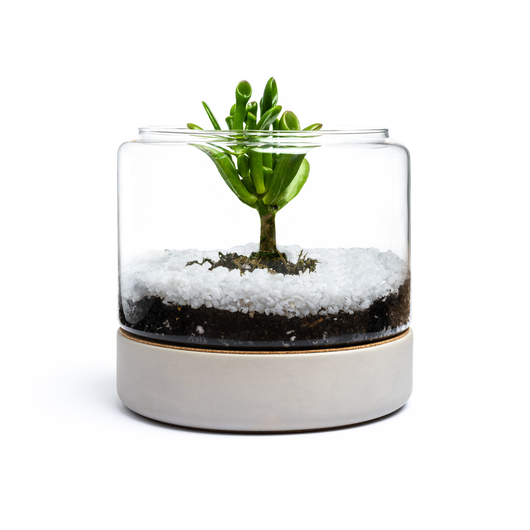 https://littlegren.com.au/collections/diy-kits/products/little-oasis-succulent-terrarium