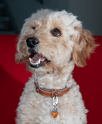 cocker-poo-wearing-an-orange-heart-dog-ID-tag-with-ezeclip-clip-to-attach-and-remove-the-tag