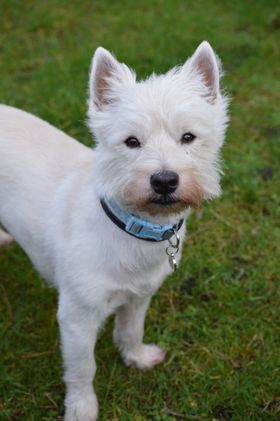 Westie wearing Pet-tags pawprint blue tag